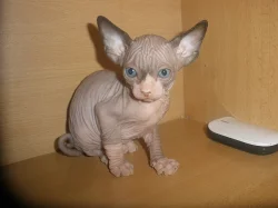 KOTÁTKO   SPHYNX