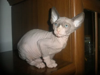 KOTÁTKO   SPHYNX