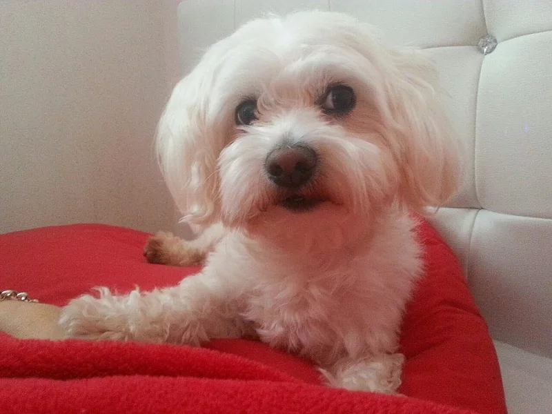 Nabízíme ke krytí maltézského psíka