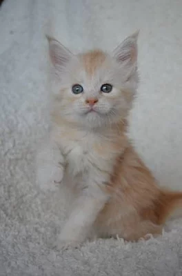 Mainská mývalí koťátka s PP