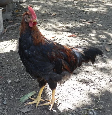 Vlaška koroptví - kohout