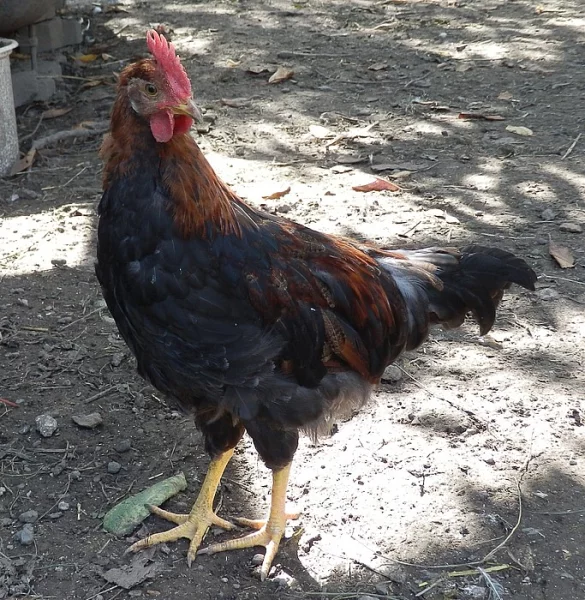 Vlaška koroptví - kohout