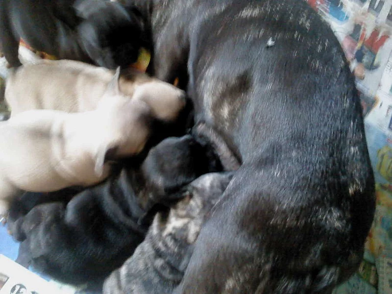 Francouzský buldoček