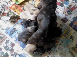 Francouzský buldoček