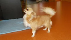 Čivava dlouhosrstá s P. P.