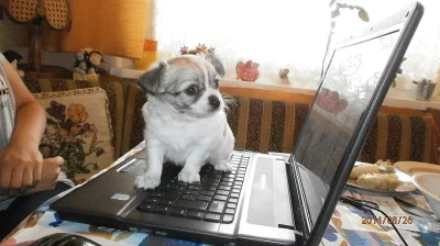 Čivava dlouhosrstá s P. P.