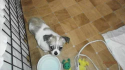 Čivava dlouhosrstá s P. P.