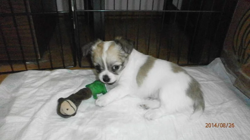 Čivava dlouhosrstá s P. P.