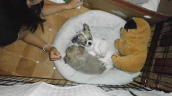 Čivava dlouhosrstá s P. P.