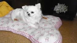 Čivava dlouhosrstá s P. P.