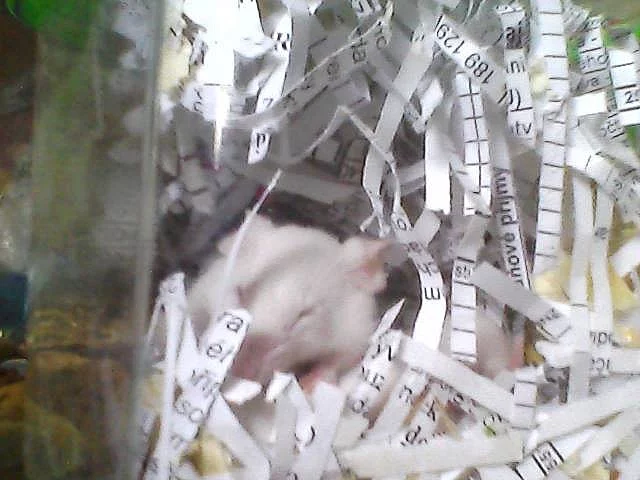 Daruji miminka myšiček
