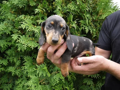 Jezevčík hladkosrstý trpasličí