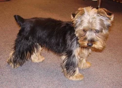 Jorkšírský teriér - koupím fenku