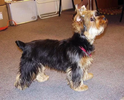 Jorkšírský teriér - koupím fenku