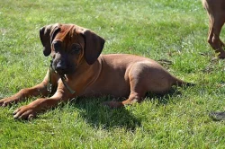 Rhodéský Ridgeback s PP