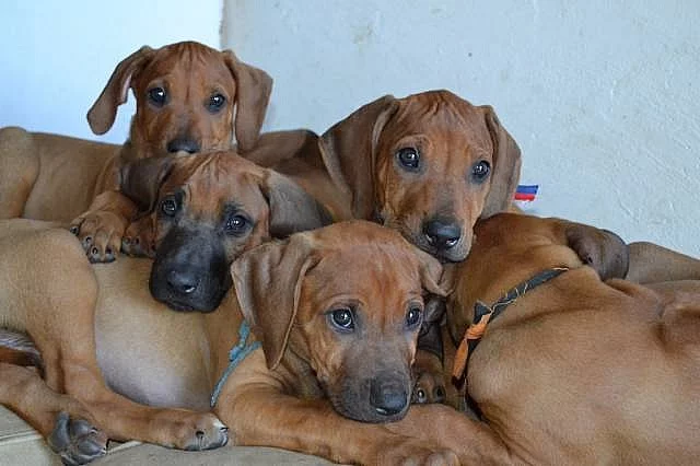 Rhodéský Ridgeback s PP