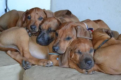 Rhodéský Ridgeback s PP