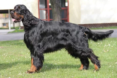 Gordon seter - šteniatka