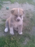 Akita-Inu krásná fenka