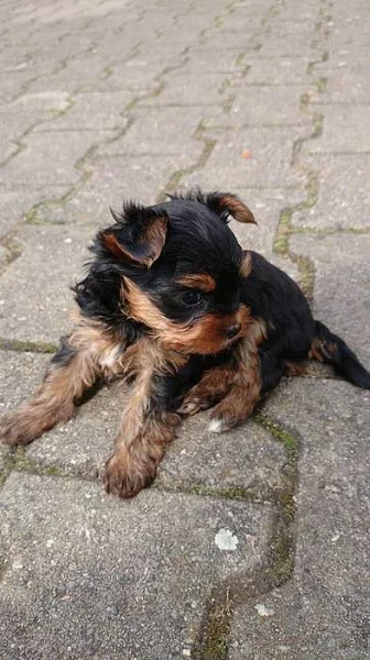 Štěňata york teriera s PP