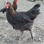 Marans kohouti