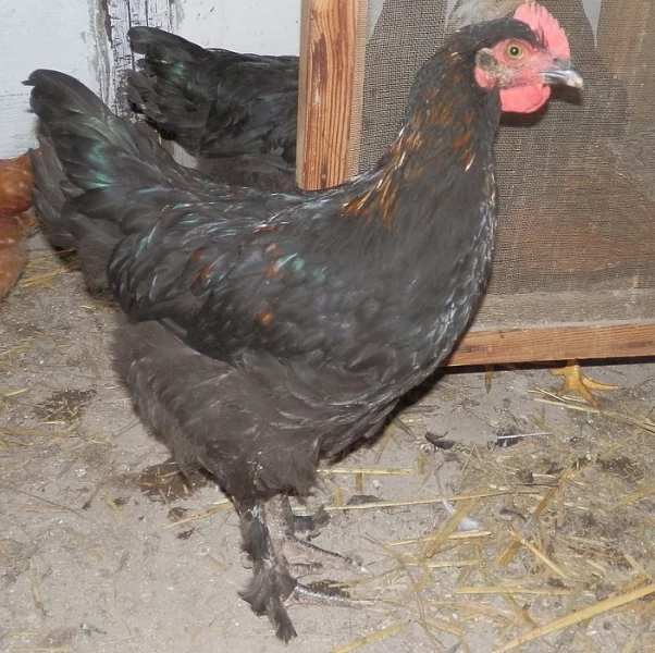 Marans kohouti