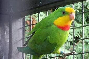 papoušek nádherný