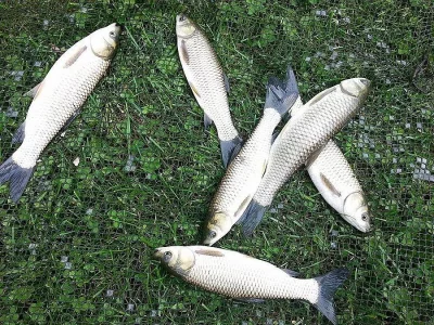 PRODÁM - AMUR BÍLÝ