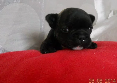 Francouzský buldoček s PP