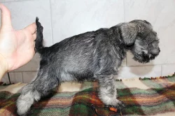 Knírač malý pepř a sůl s p.p.