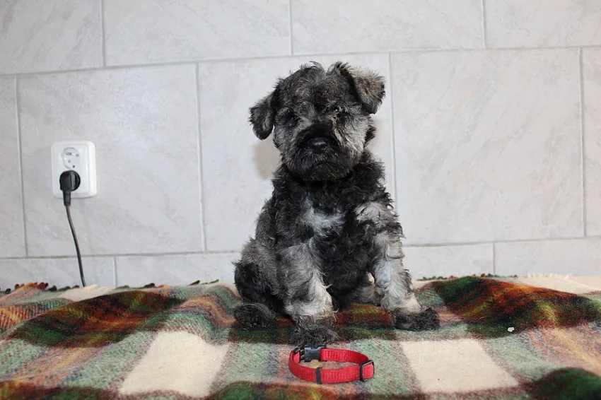 Knírač malý pepř a sůl s p.p.