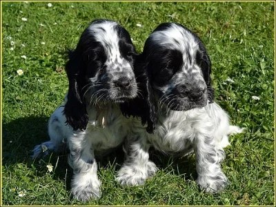 Anglický kokršpaněl s PP