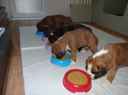 Zadáme štěňata německých boxerů