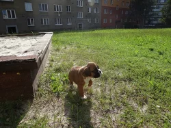 Zadáme štěňata německých boxerů