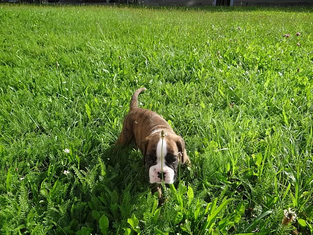 Zadáme štěňata německých boxerů