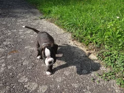 Zadáme štěňata německých boxerů