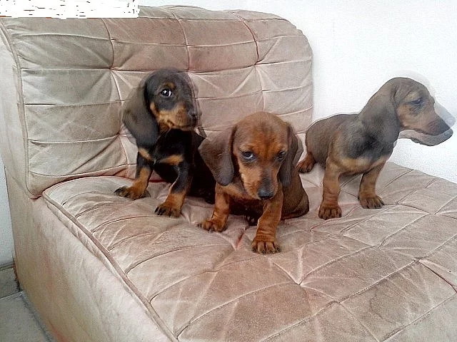 jezevčík hladkosrstý