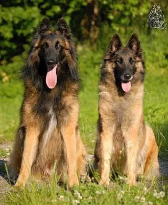 Belgický ovčák Tervueren štěňata s PP