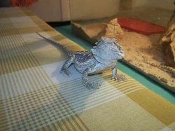 Prodám agamy vouosaté