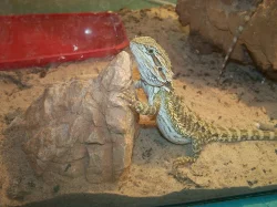 Prodám agamy vouosaté