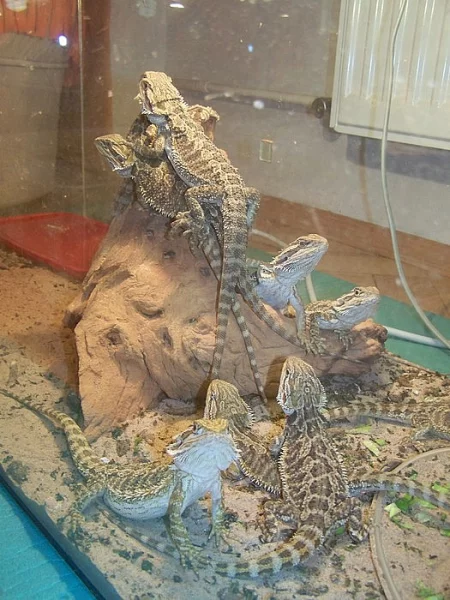 Prodám agamy vouosaté