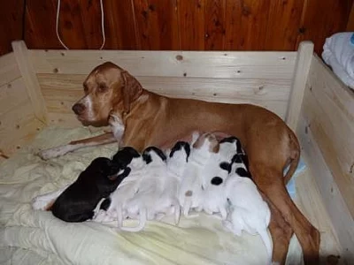 Štěně pointer, anglický ohař