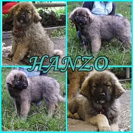 Kavkazský pastevecký pes