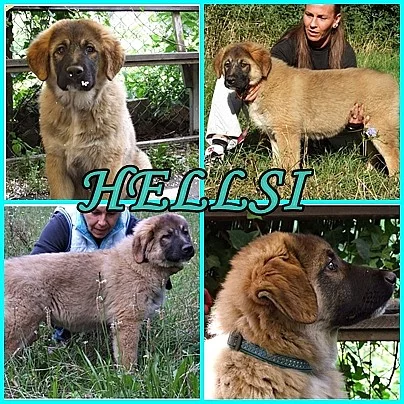 Kavkazský pastevecký pes