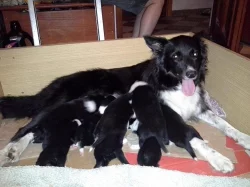 Štěnata Border kolie bez PP