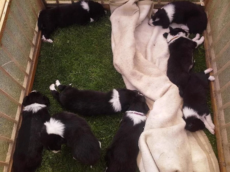 Štěnata Border kolie bez PP