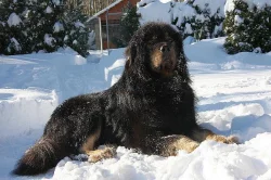 Tibetská doga s PP, štěňátka k rezervaci