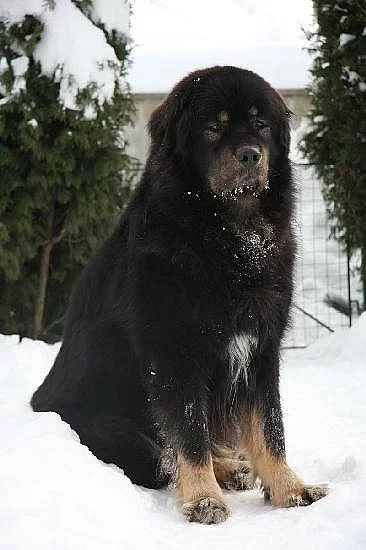 Tibetská doga s PP, štěňátka k rezervaci