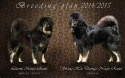 Tibetská doga s PP, štěňátka k rezervaci