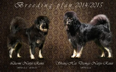 Tibetská doga s PP, štěňátka k rezervaci